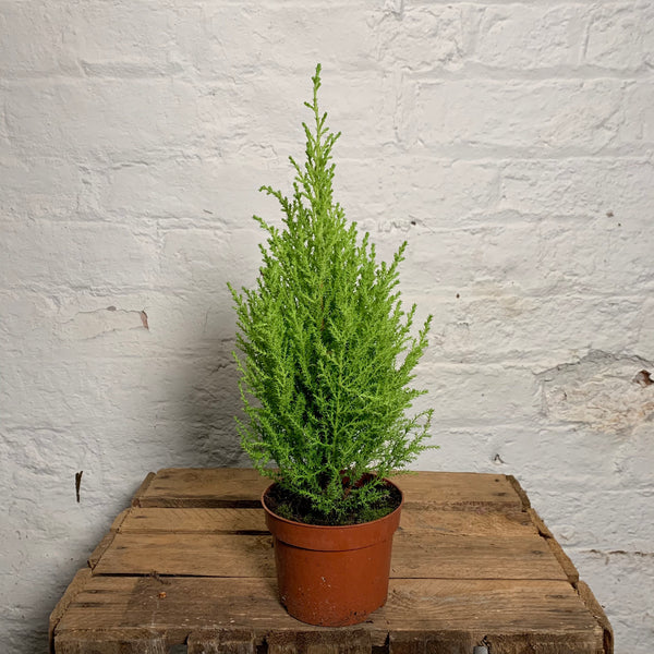 Cupressus Macrocarpa (Goldcrest Conifer)