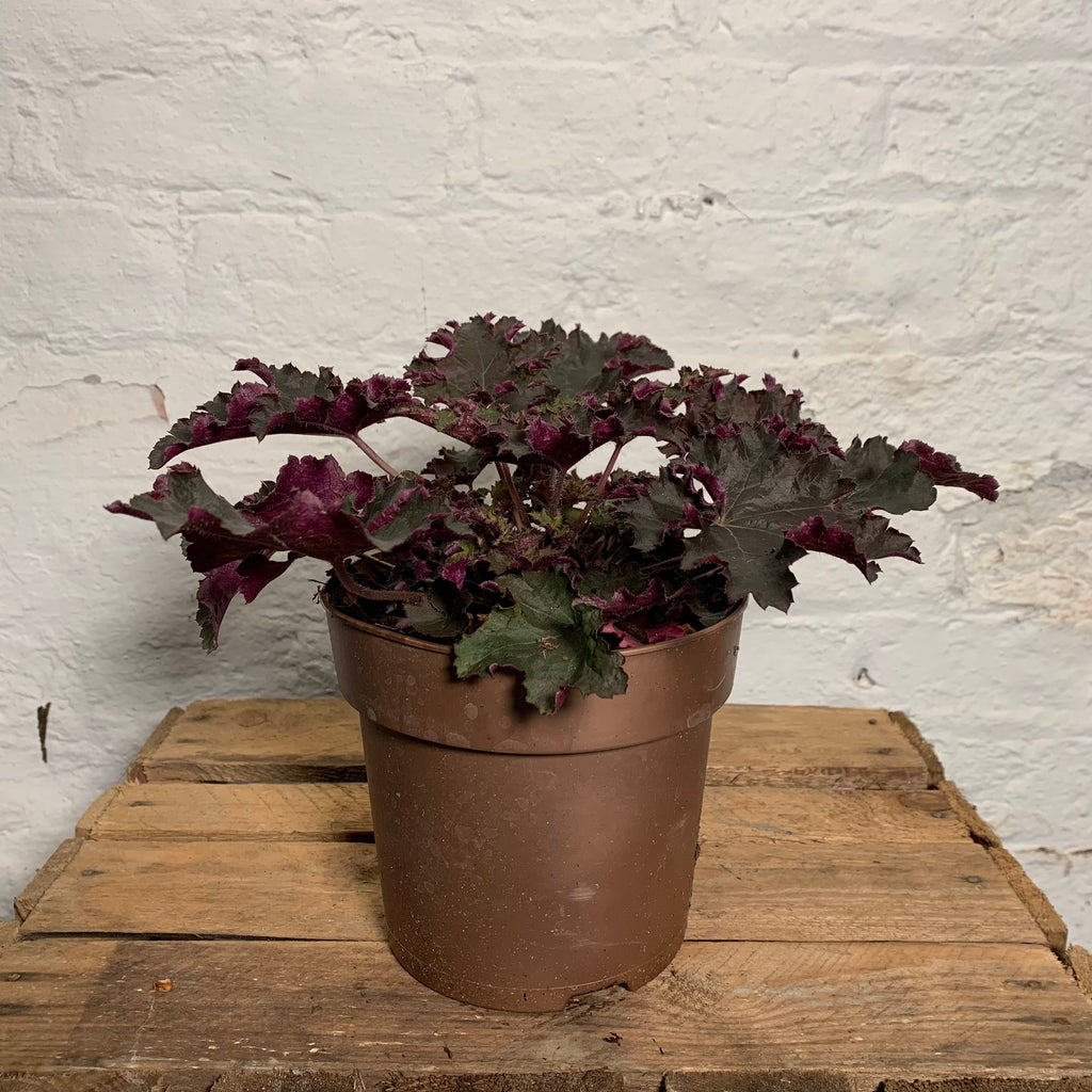 Heuchera Purple Palace (Coral Bells)