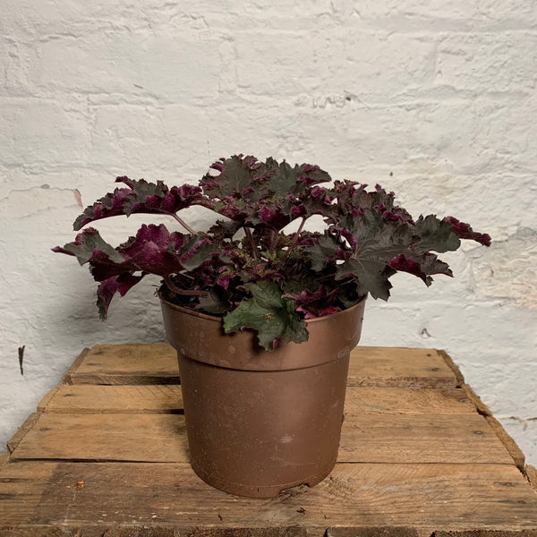 Heuchera Purple Palace (Coral Bells)