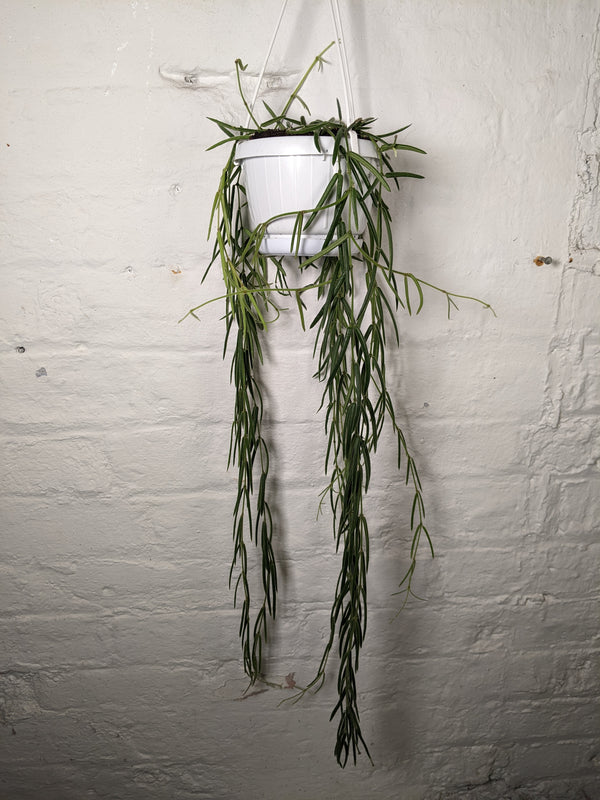 Hoya Linearis (Porcelain Vine)