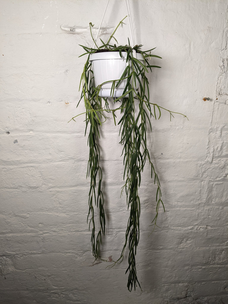 Hoya Linearis (Porcelain Vine)