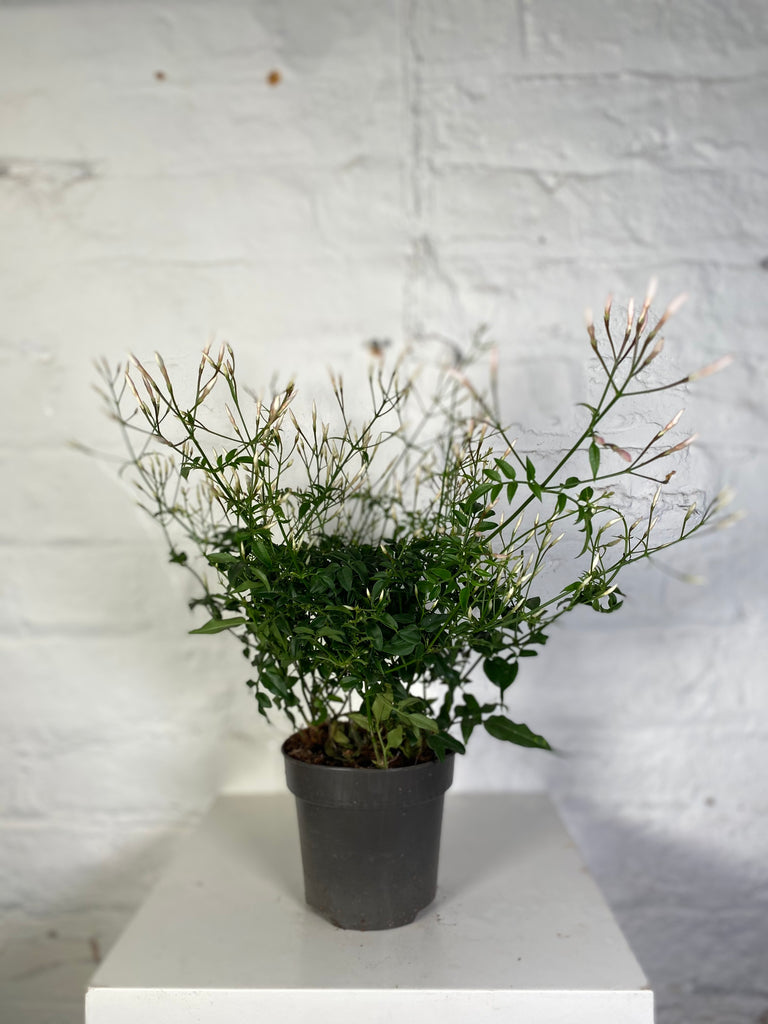 Jasminum Polyanthum (Jasmine)