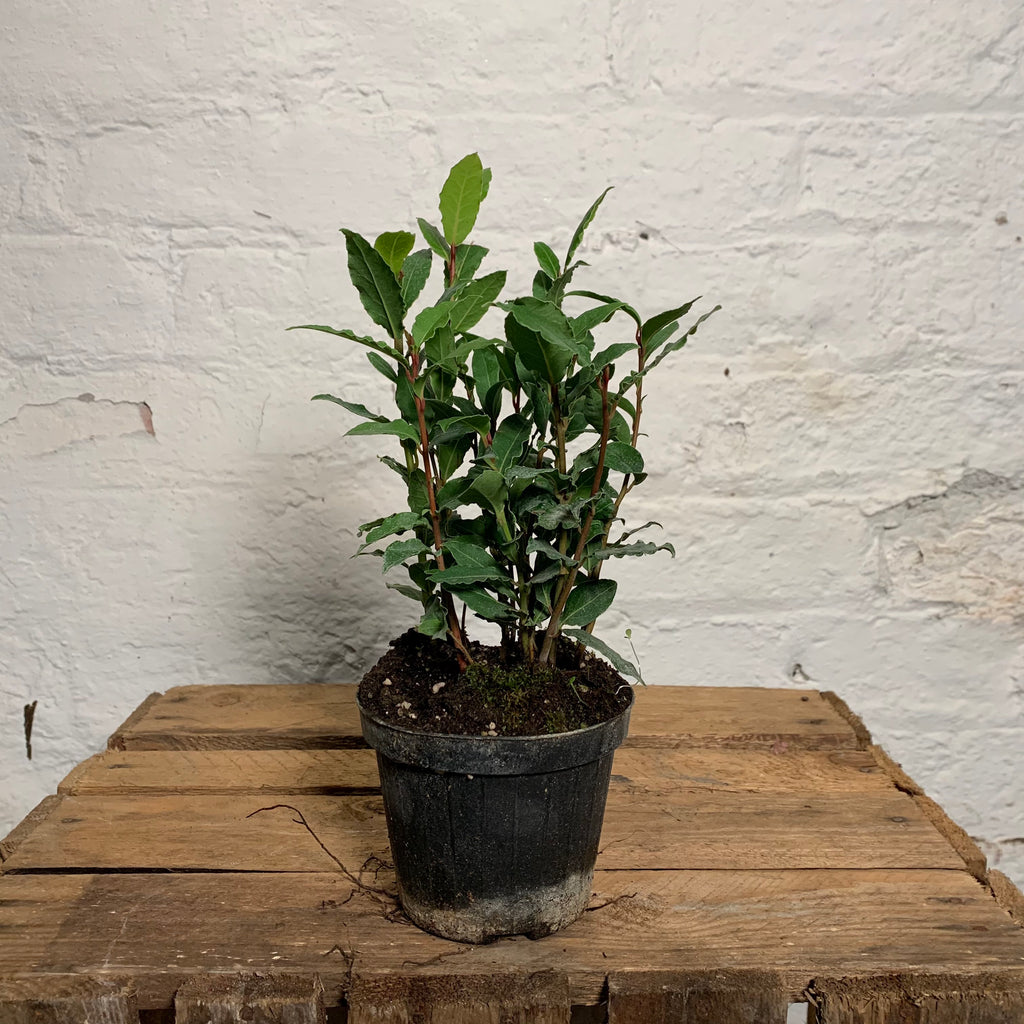 Laurus Nobilis (Kitchen Bay Leaf)