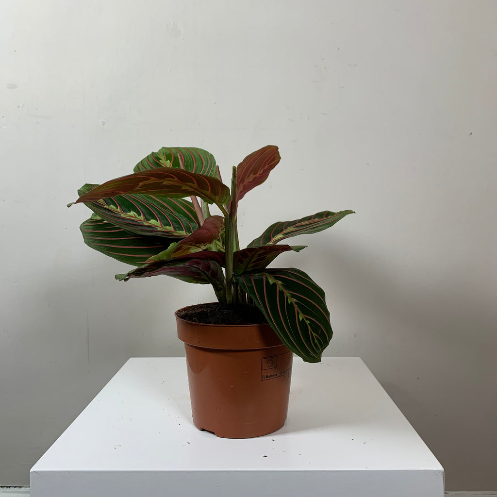Maranta Leuconeura (Prayer Plant)