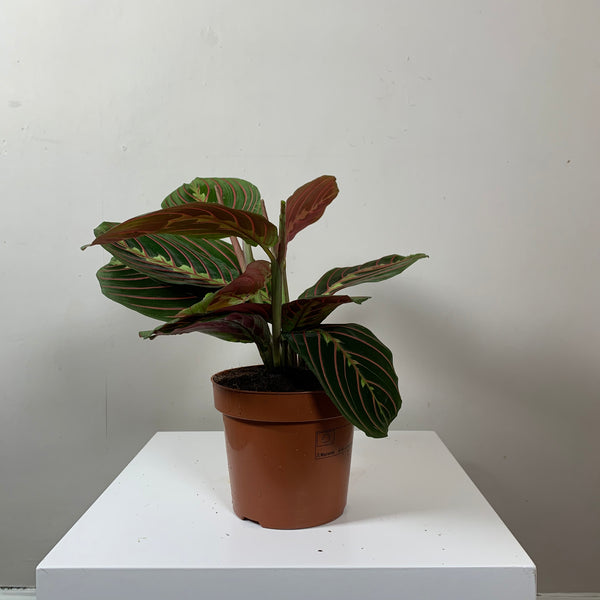Maranta Leuconeura (Prayer Plant)