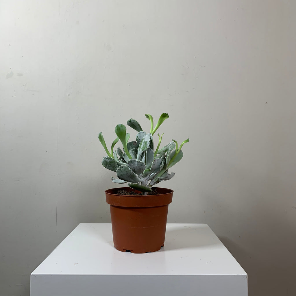 Succulent (Succulent)