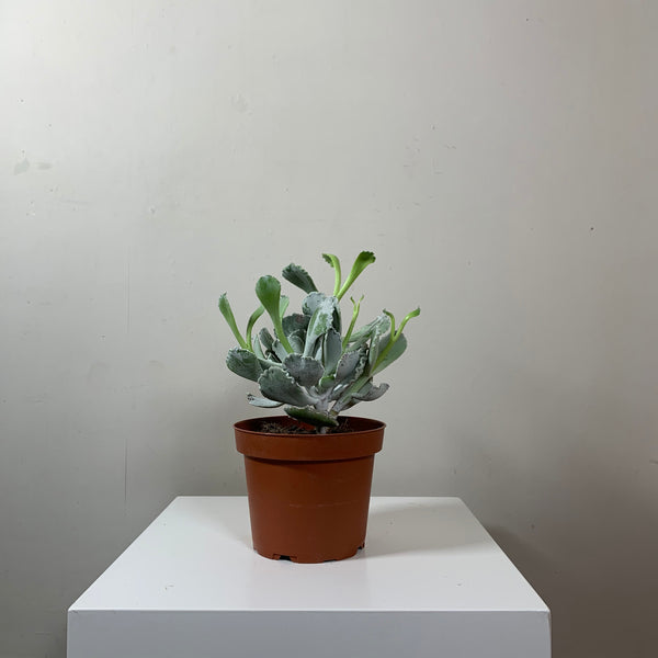 Succulent (Succulent)