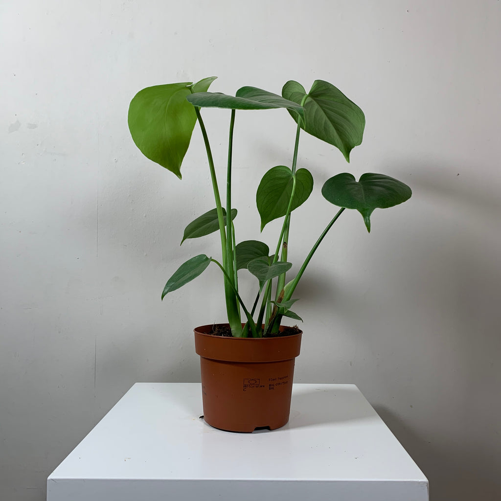 Monstera Deliciosa (Cheese Plant)