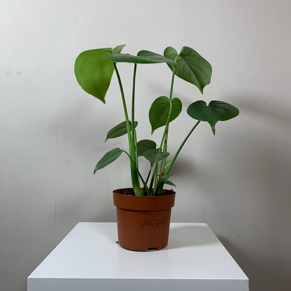 Monstera Deliciosa (Cheese Plant)