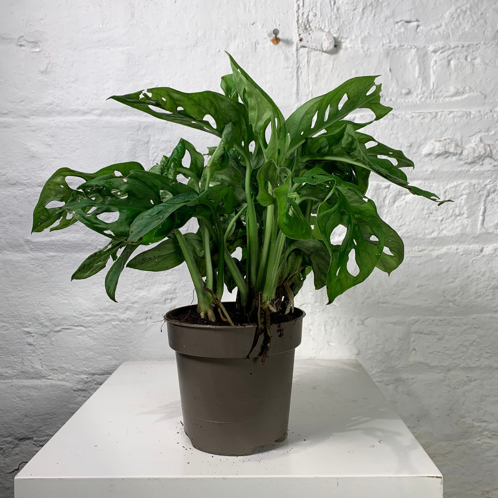 Monstera Obliqua (Monkey Mask)