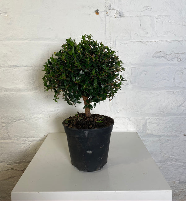 Myrtus communis (Myrtle)