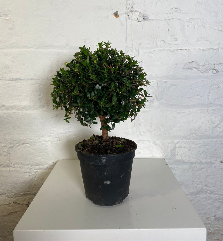 Myrtus communis (Myrtle)