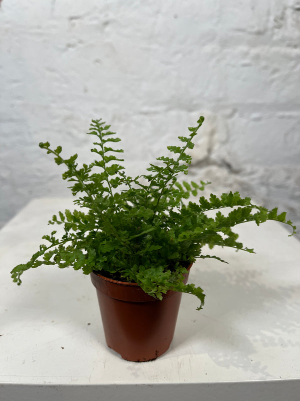 Nephrolepis (Green Fantasy)