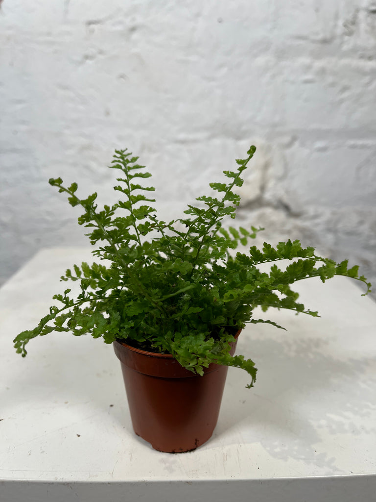 Nephrolepis (Green Fantasy)