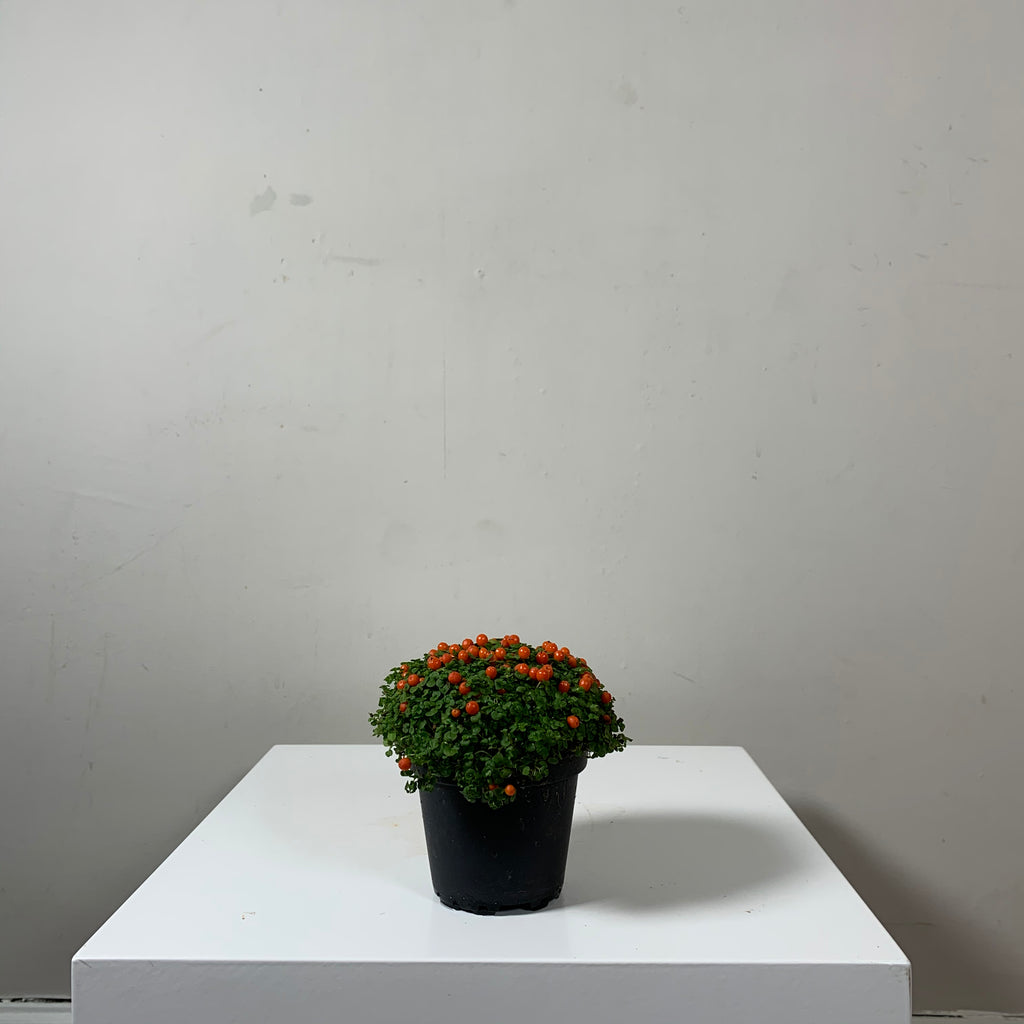 Nertera (Coral Bead Plant)