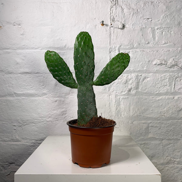 Opuntia (Prickly Pear)