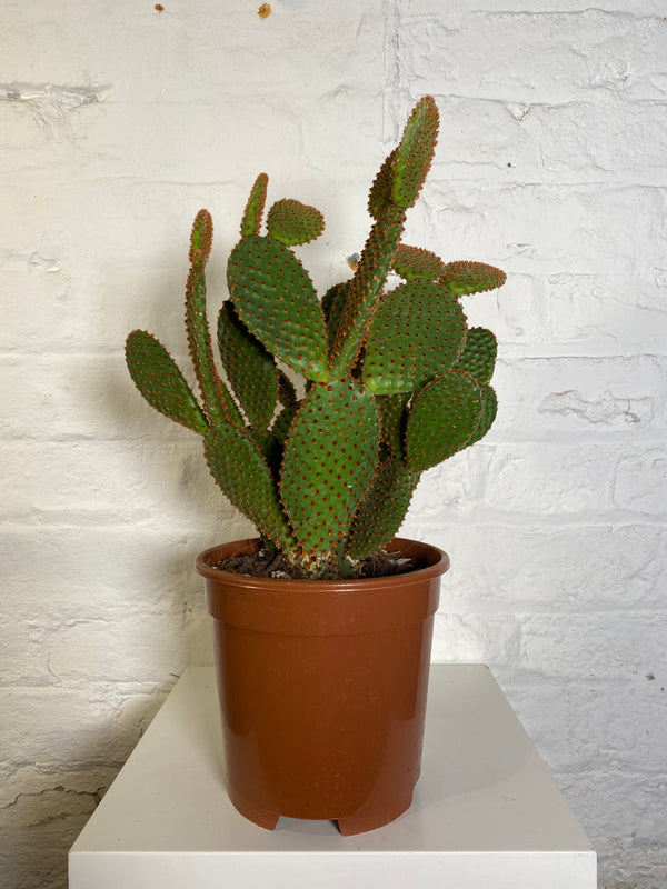 Opuntia (Prickly Pear)