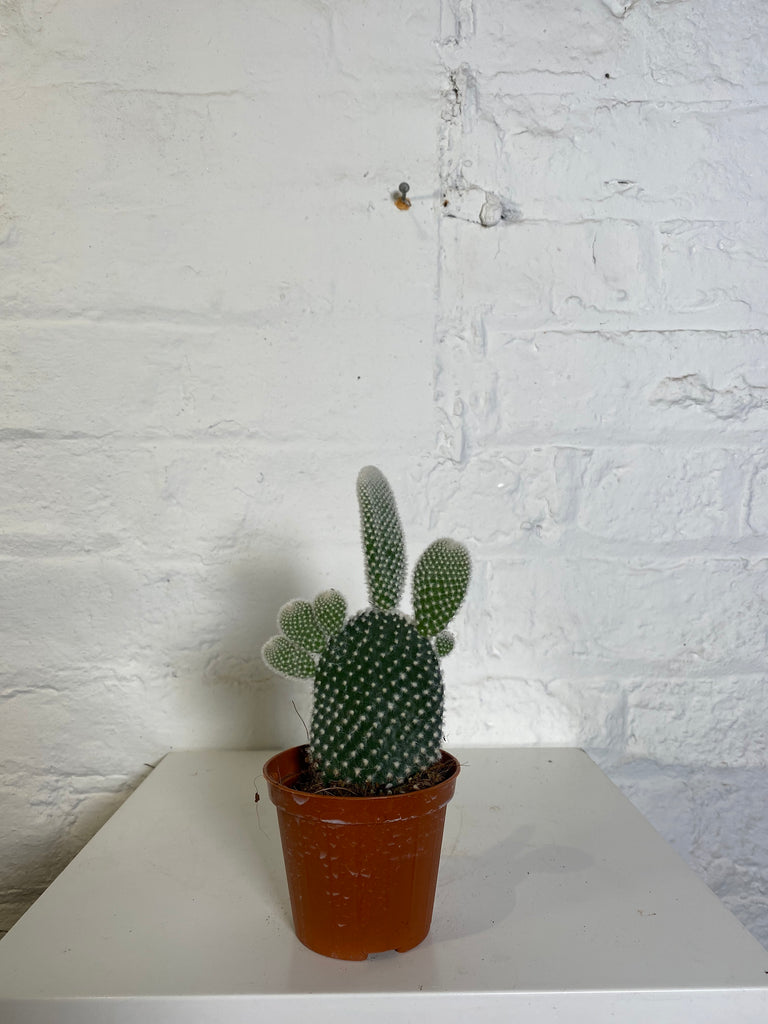 Opuntia (Prickly Pear)