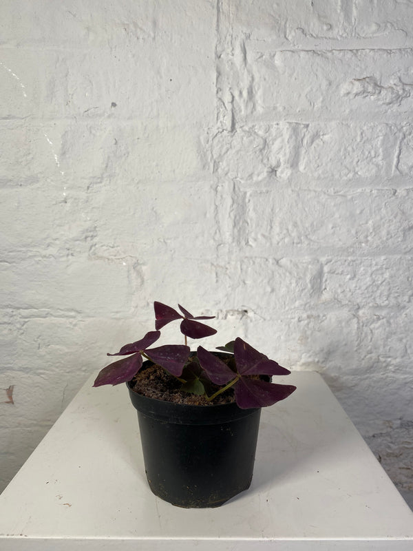 Oxalis triangularis (Purple Shamrock)