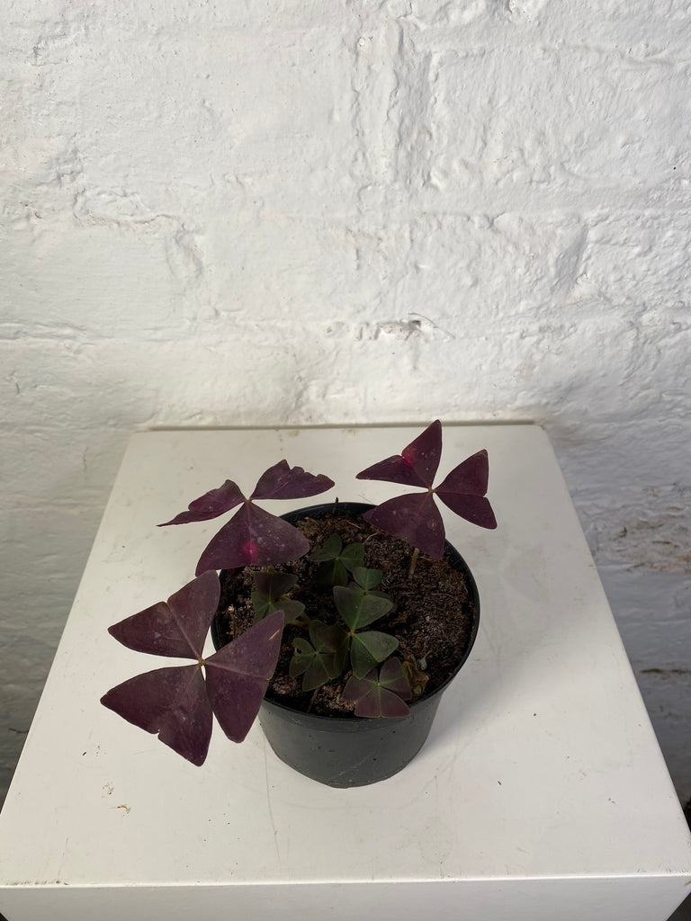 Oxalis triangularis (Purple Shamrock)