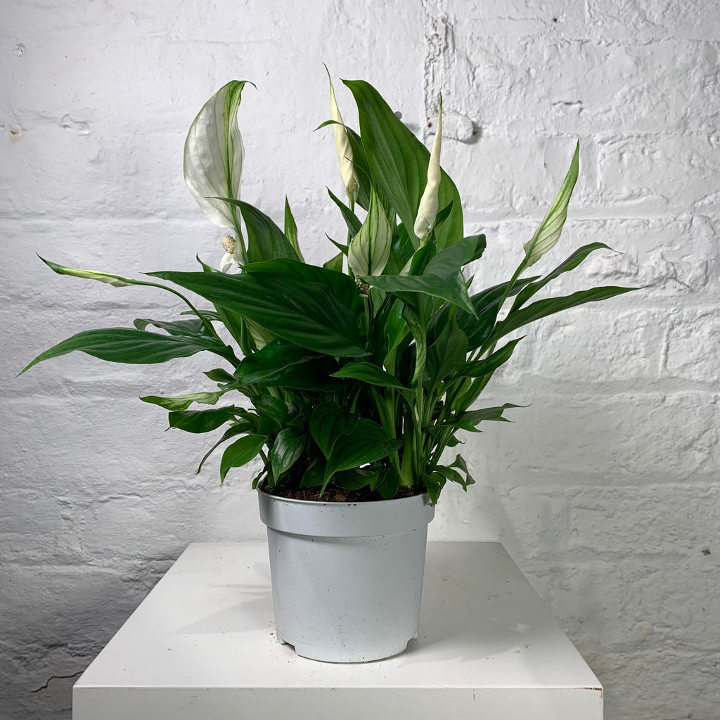 Spathiphyllum (Peace Lily)