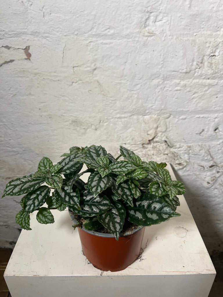 Pilea Cadierei (Aluminium Plant)