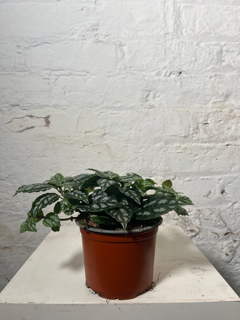 Pilea Cadierei (Aluminium Plant)