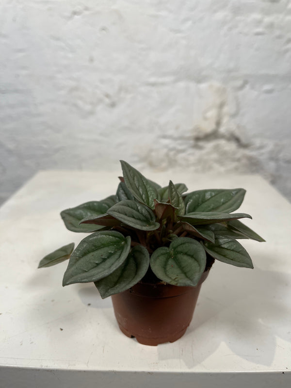 Peperomia (Napoli Nights)
