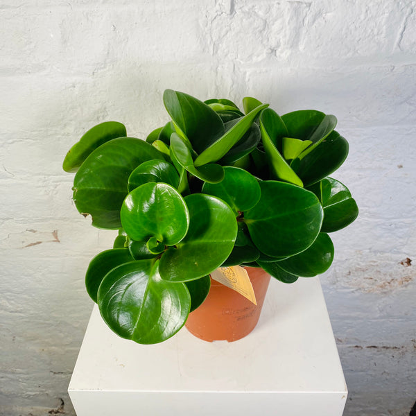 Peperomia obtusifolia (Baby Rubber Plant)