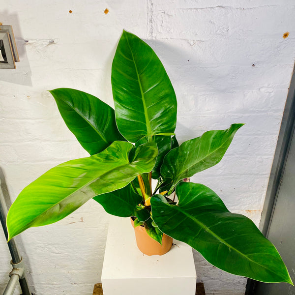 Philodendron Imperial Green (Philodendron Imperial Green)