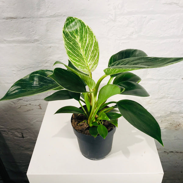 Philodendron Birkin (Philodendron White Wave)