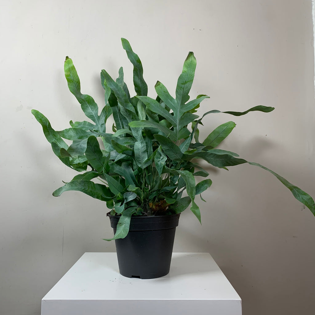 Phlebodium (Hare Foot Fern)