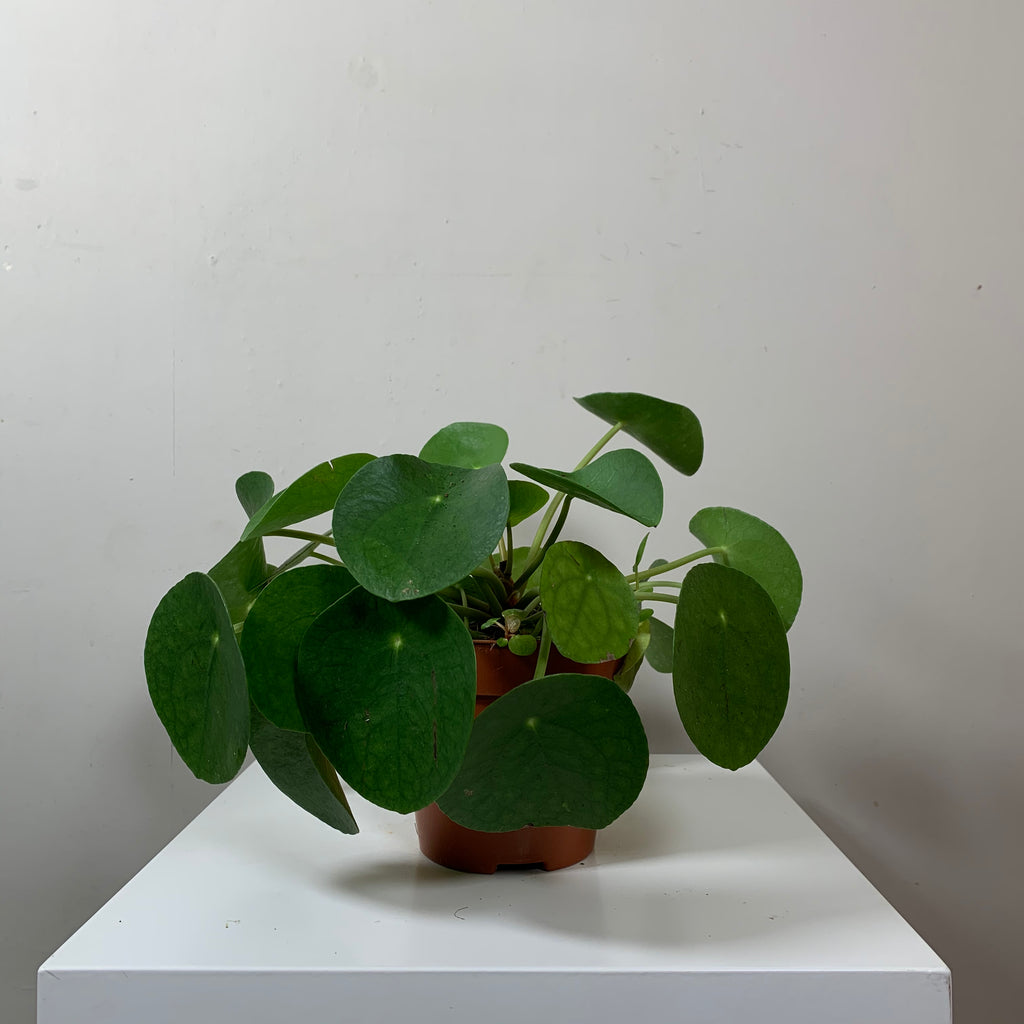 Pilea Peperomioides (Chinese Money Plant)