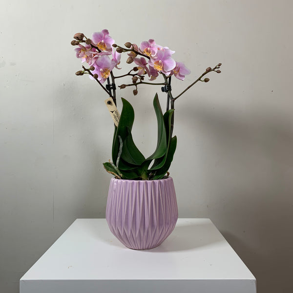 Phalaenopsis — Pink