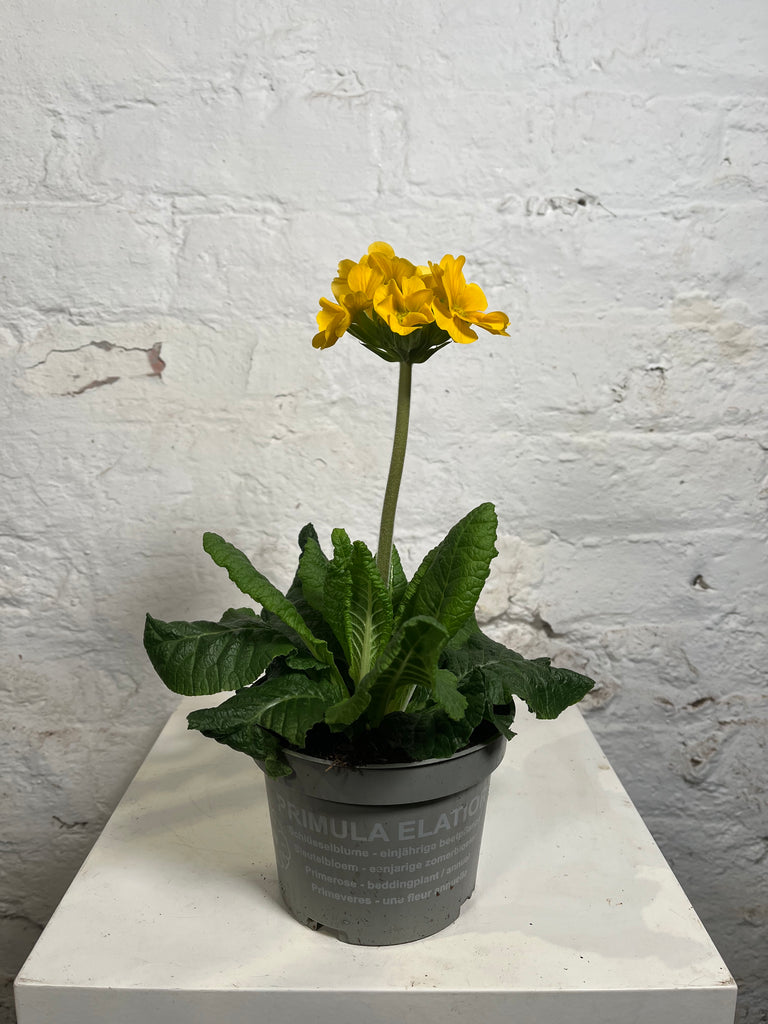 Primula eliator (Primula)