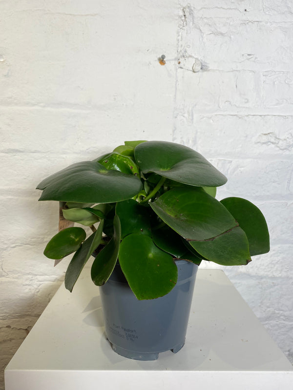 Peperomia Polybotrya (Raindrop pilea)