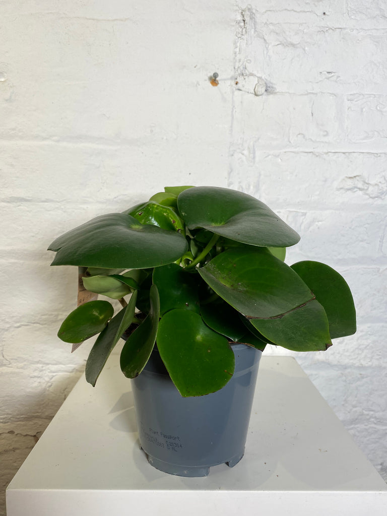 Peperomia Polybotrya (Raindrop pilea)