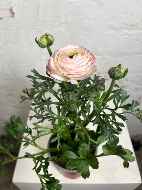 Ranunculus (Ranunculus)