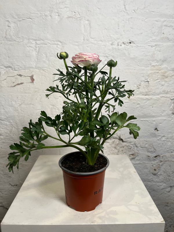 Ranunculus (Ranunculus)