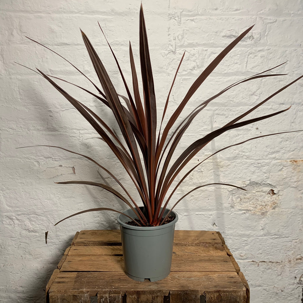 Cordyline Australis (Red Cordyline)