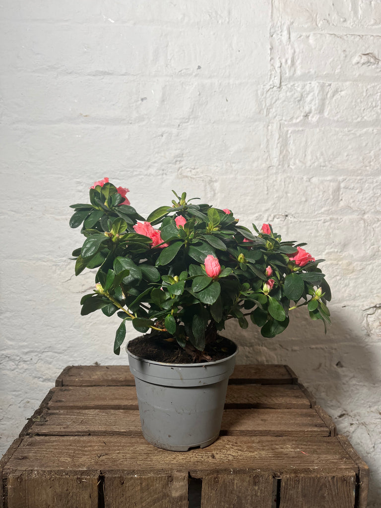 Rhododendron Simsii (Rhododendron)