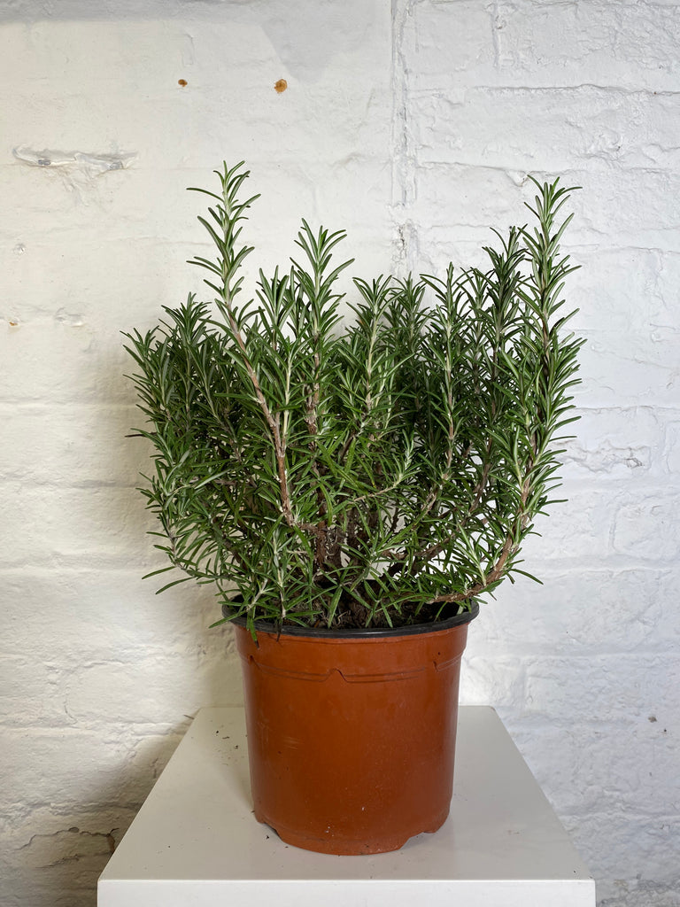 Rosemarinus (Rosemary)