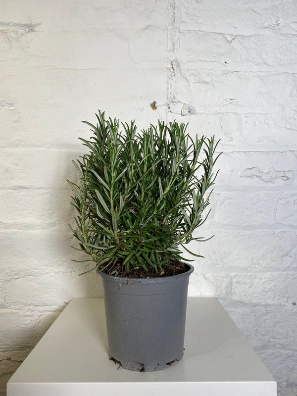 Rosemarinus (Rosemary)