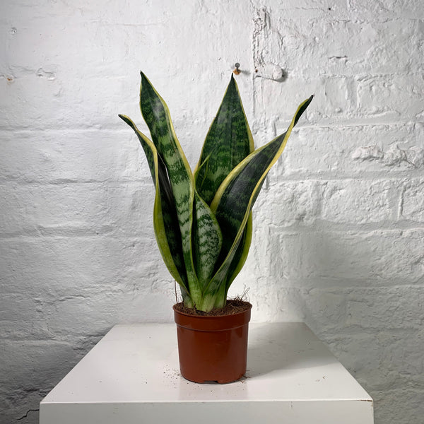 Sanseveria Cylindrica (Snake Plant)
