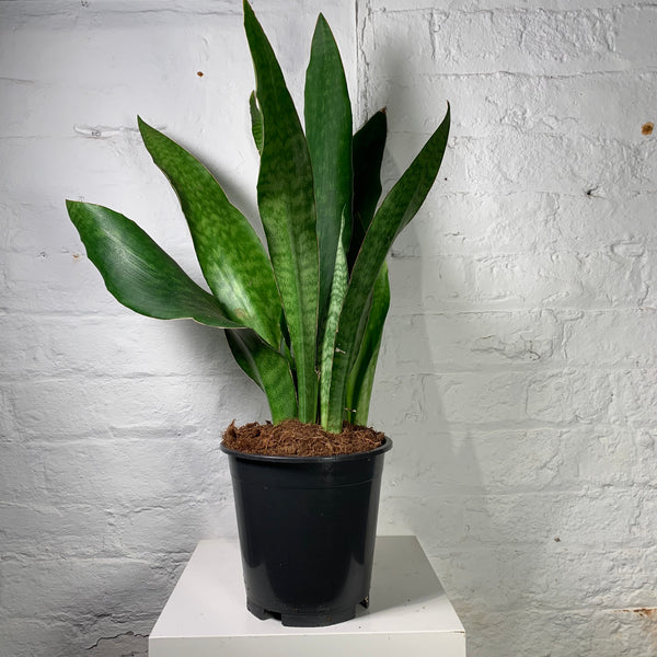 Sanseveria Cylindrica (Snake Plant)