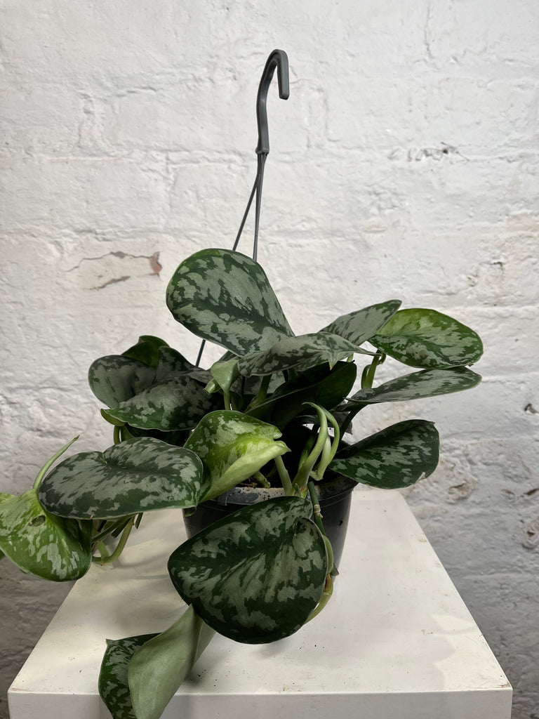 Scindapsus (Silver Satin)