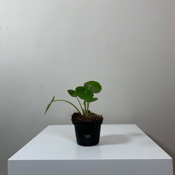 Pilea Peperomioides (Chinese Money Plant)