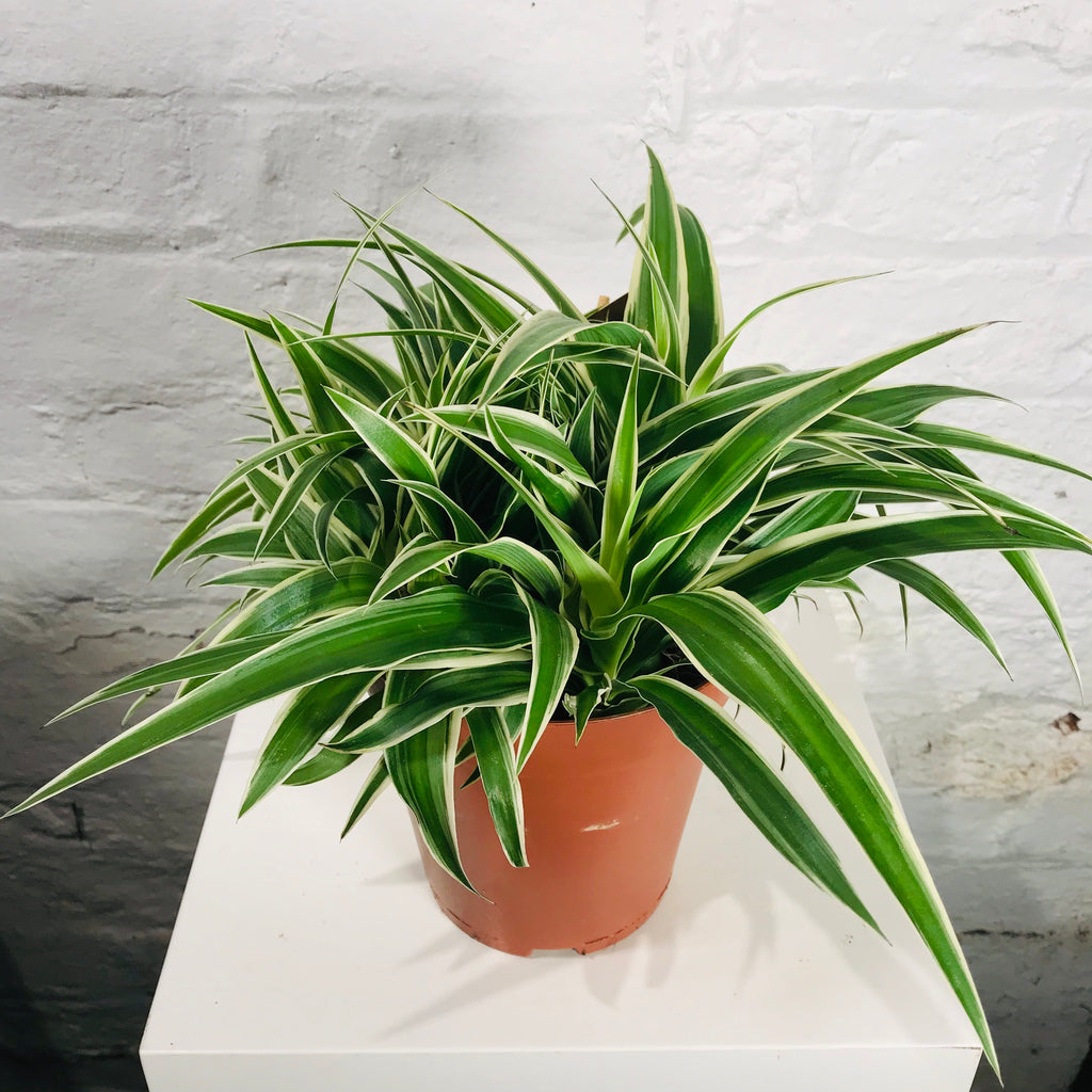 Chlorophytum (Spider Plant)