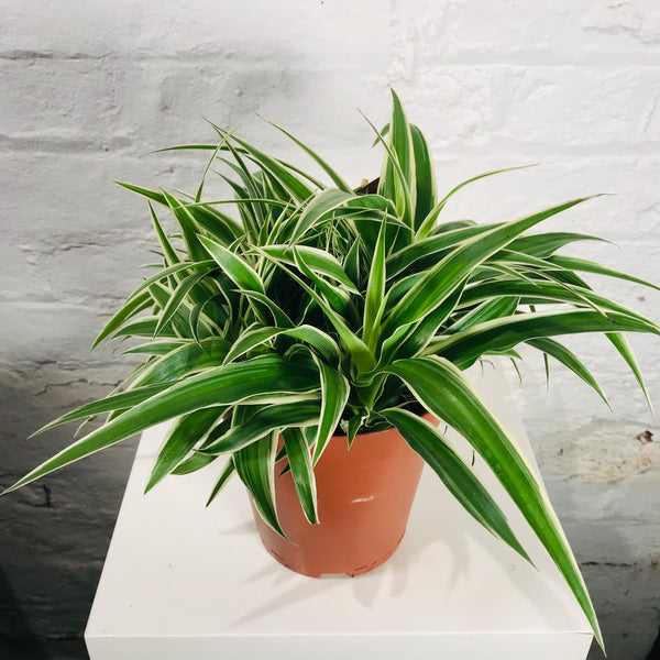 Chlorophytum (Spider Plant)