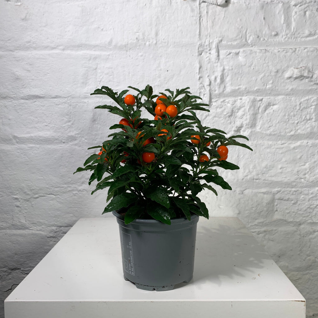 Solanum (Winter Cherry)
